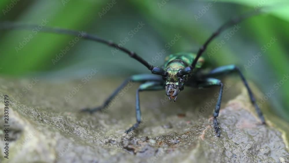 long-horned beetle closeup in the wild long-horned beetle closeup in the wild