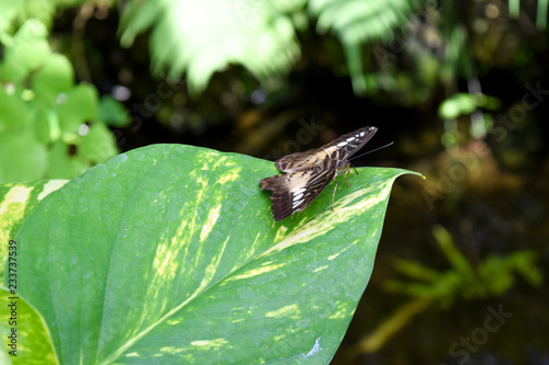 butterfly sitting on a plant