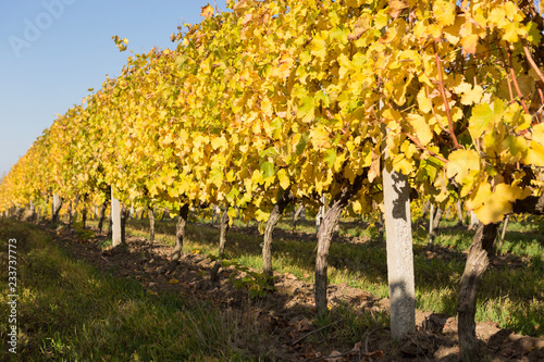 Grape row with yellow leaves, perspective view, solar lighting, concept