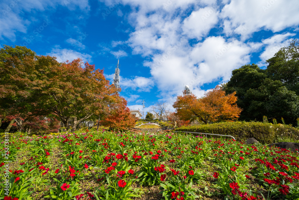 秋の眉山公園(徳島県徳島市) 秋の眉山公園(徳島県徳島市)