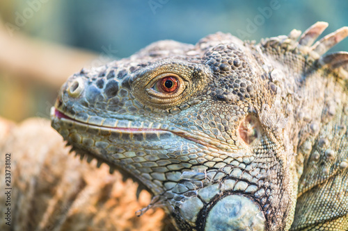 The head of a large green ordinary iguana  the eye looks into the camera. Iguana sheds  sheds scales.