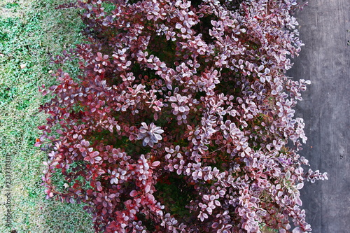 flowers in the garden