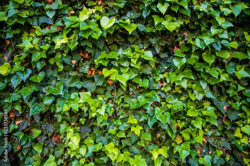 Fotografie Arbusto alto de decoración