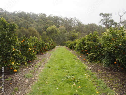Rows of citrus fruits on tree 