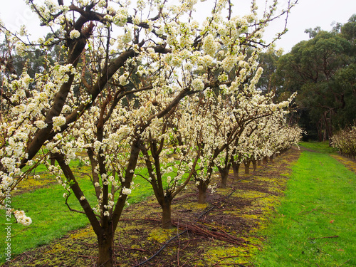 Plum Blossom at orchard in spring at Melbourne, Australia