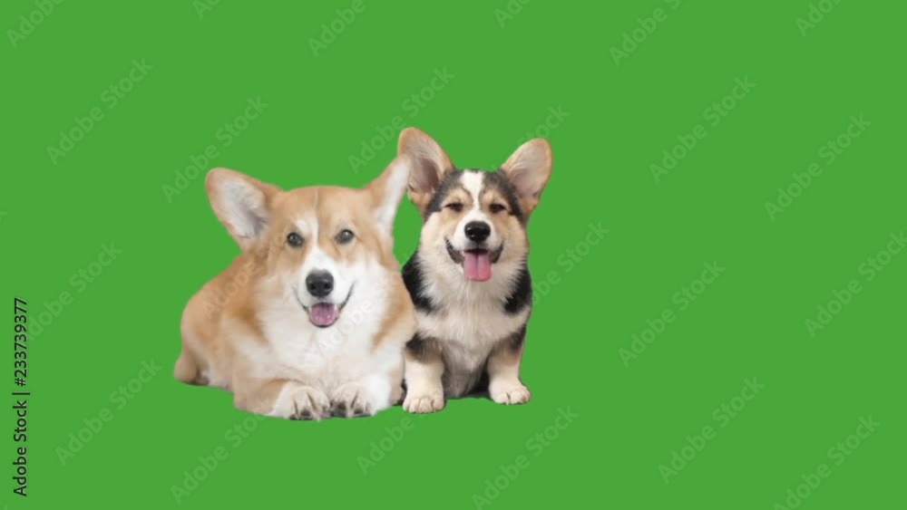 two welsh corgi on green screen two welsh corgi on green screen