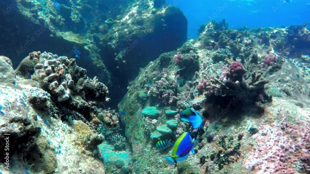 Fish chase each other in a reef in the Seychelles