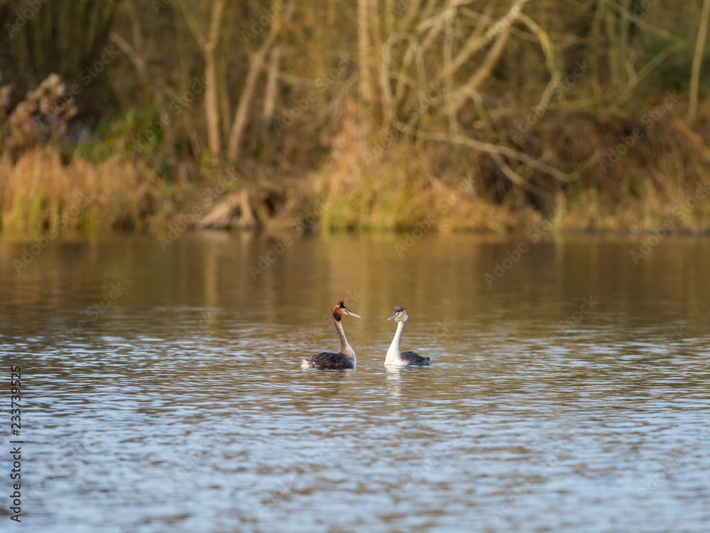 Great Crested Grebe swimming on lake Great Crested Grebe swimming on lake