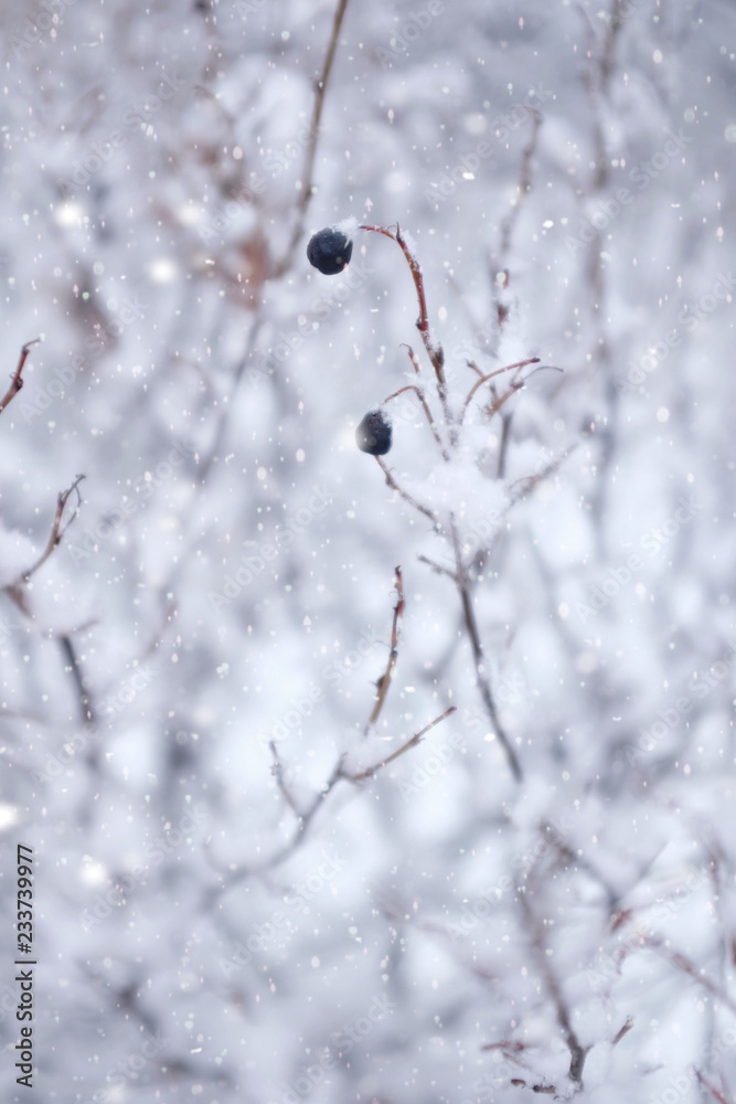 Black berry in snowy garden