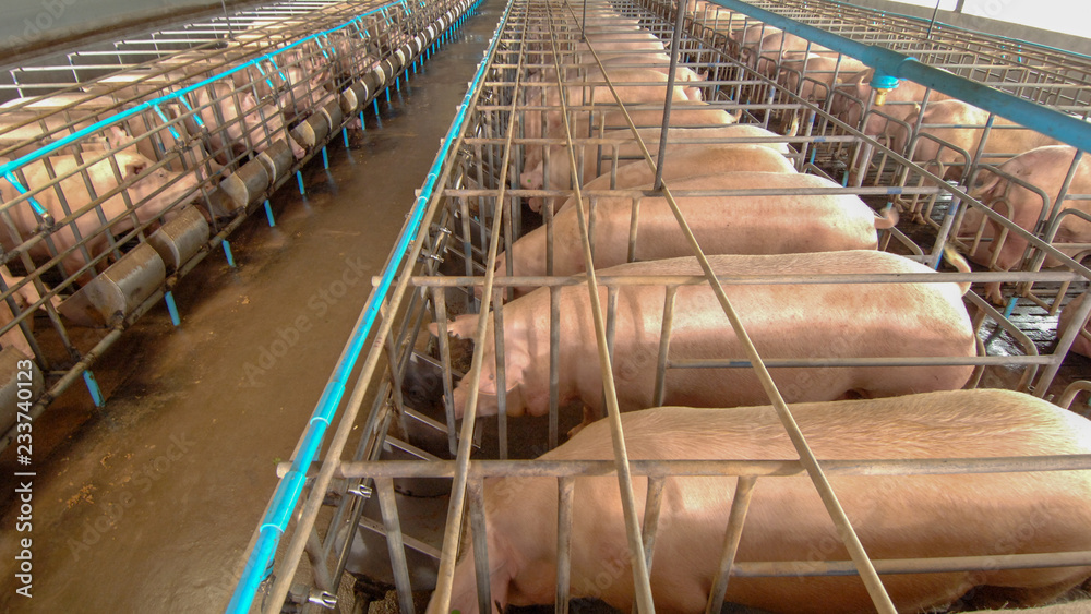 Curious pigs in Pig Breeding farm in swine business in tidy and clean indoor housing farm, with pig mother feeding piglet