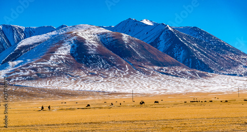 Panoramic view of snowy mountain peak in summer with the herd of bactrian camels grazing in the vast yellow steppe at Ulgii in Mongolia © takepicsforfun
