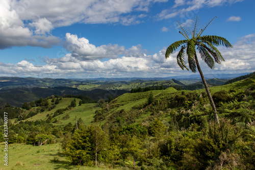 Panoramic view of a countryside with a palm tree, North Island, New Zealand