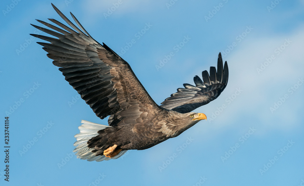 Obraz premium Adult White-tailed eagle in flight. Blue sky background. Scientific name: Haliaeetus albicilla, also known as the ern, erne, gray eagle, Eurasian sea eagle and white-tailed sea-eagle.