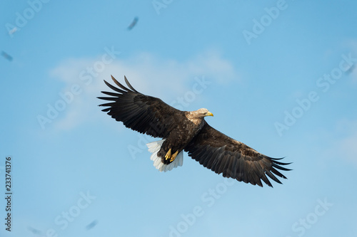 Adult White-tailed eagle in flight. Blue sky background. Scientific name: Haliaeetus albicilla, also known as the ern, erne, gray eagle, Eurasian sea eagle and white-tailed sea-eagle. © Uryadnikov Sergey