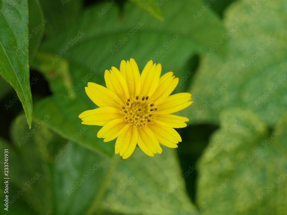 Close-up of yellow flowering plant Close-up of yellow flowering plant