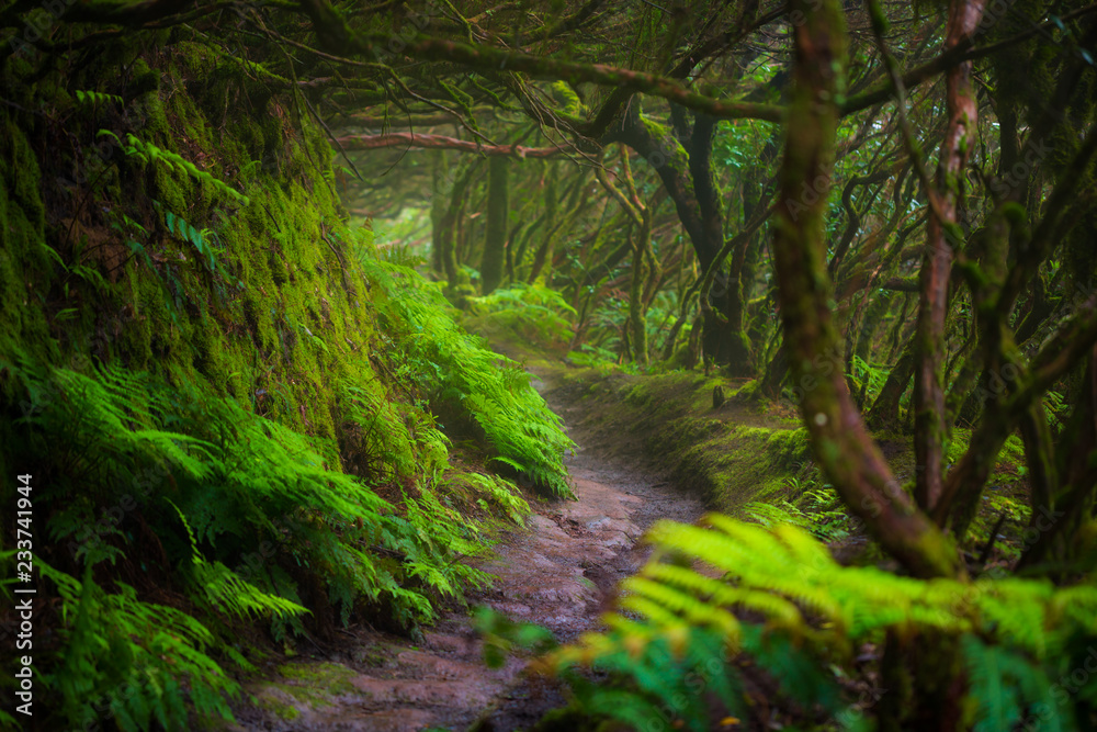 Fototapeta premium Ścieżka w Anaga Rainforest na wyspie Tenerife, Hiszpania.