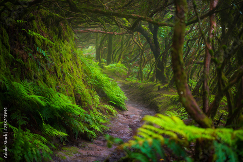 Fotografia Path in Anaga Rainforest on Tenerife island, Spain.