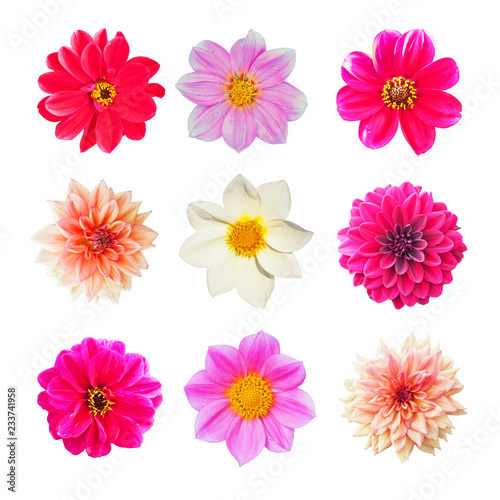 Fototapeta Naklejka Na Ścianę i Meble -  Collection of pink, yellow and white flowers of dahlia isolated on white background. Garden plants, Asteraceae or Compositae, octoploids. Dahlia was declared the national flower of Mexico