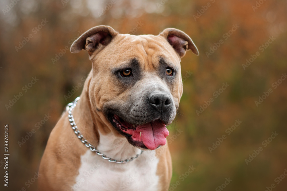 american staffordshire terrier dog autumn portrait lovely look