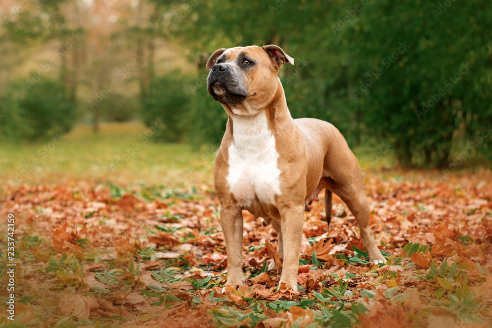 american staffordshire terrier dog beautifully stands posing in autumn park