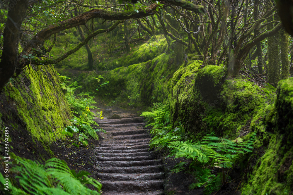 Obraz premium Ścieżka w Anaga Rainforest na wyspie Tenerife, Hiszpania.