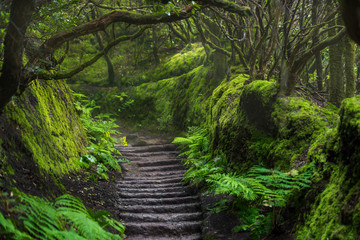 Path in Anaga Rainforest on Tenerife island, Spain.