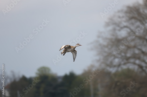 fotografias de aves varias 