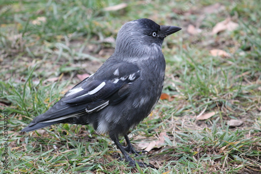 Leucistic (partial albino) Jackdaw or Corvus monedula Leucistic (partial albino) Jackdaw or Corvus monedula