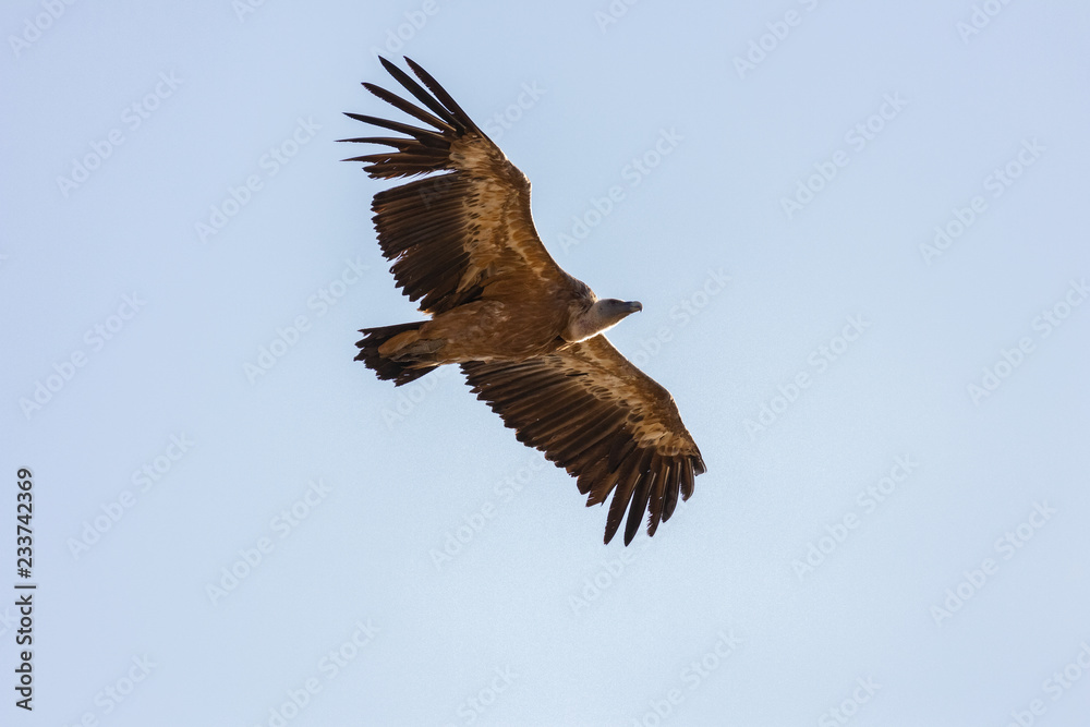 Griffon Vulture flying.
