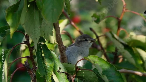 Sparrows in tree looking for food in urban house garden. photo