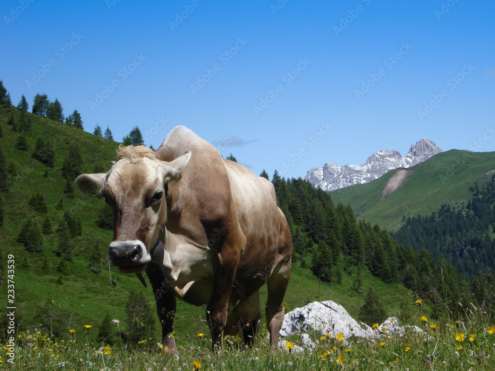 A cow and a view on the Dolomites