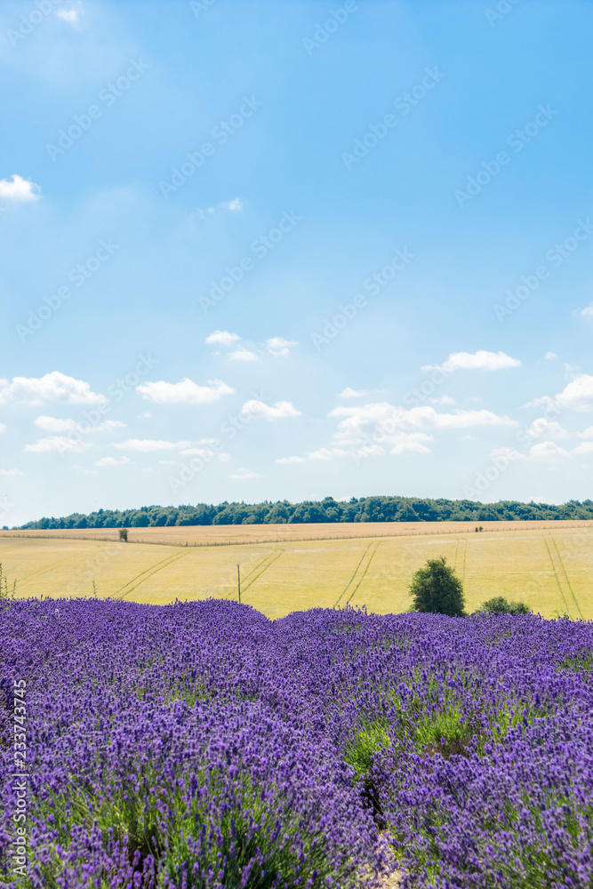 Field with rows of lavender on sunny day