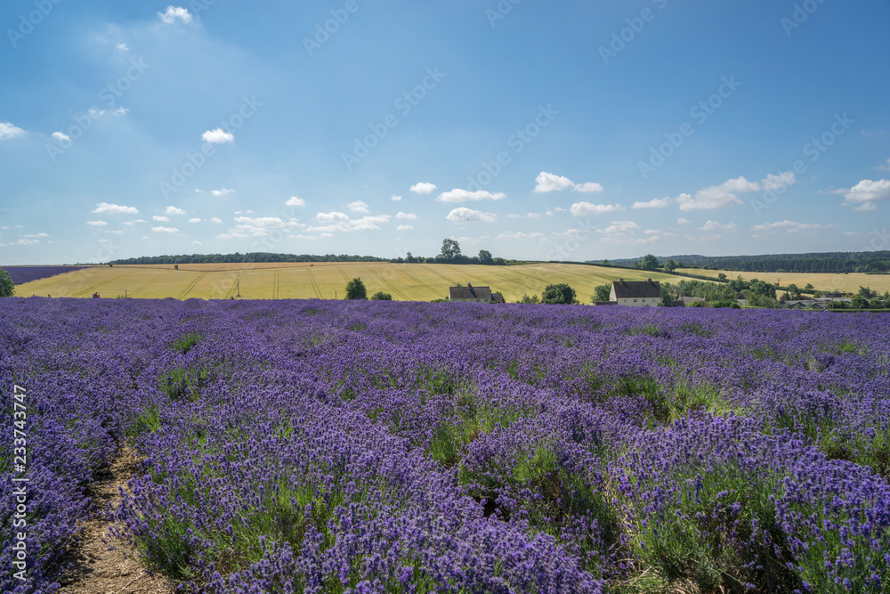 lavender field on a summer day