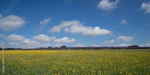 Panoramic view of British countryside on sunny day