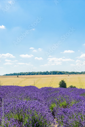 Field with rows of lavender on sunny day © RichartPhotos