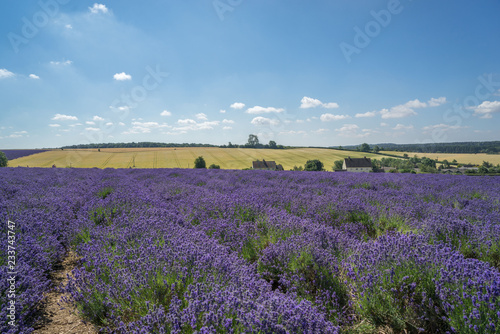 lavender field on a summer day