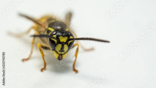 Macro of wasp on white background