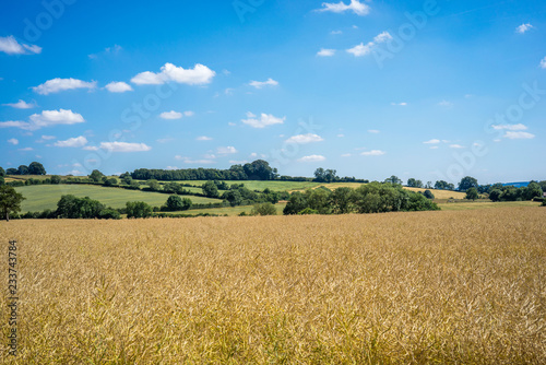 English countryside, landscape with wheat field and blue sky