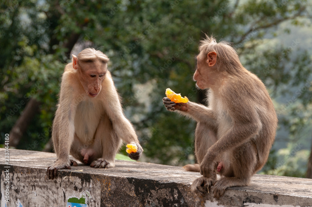 Naklejka premium Male Macaques Shooting The Breeze over some tangerine segments in India