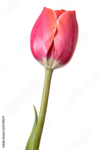 Isolated flower. Pink single tulip on a white background