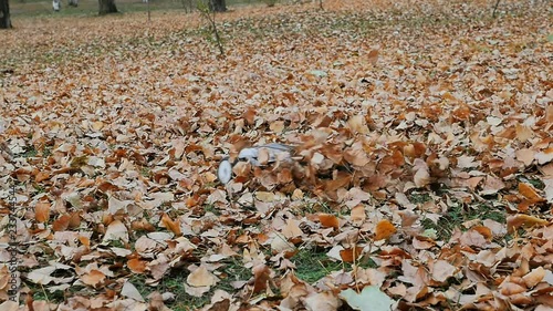 Remote controlled fast truggy car drift in the fallen leafs photo