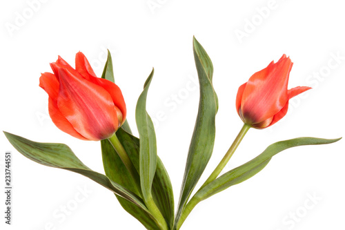 Two red spring flowers. Tulips isolated on white background