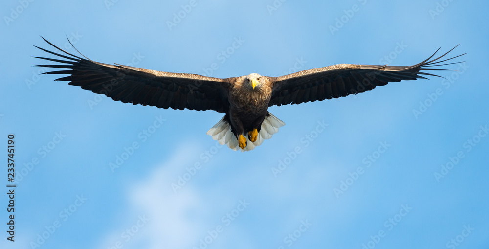 Fototapeta premium Adult White-tailed eagle in flight. Front view. Blue sky background. Scientific name: Haliaeetus albicilla, also known as the ern, erne, gray eagle, Eurasian sea eagle and white-tailed sea-eagle.