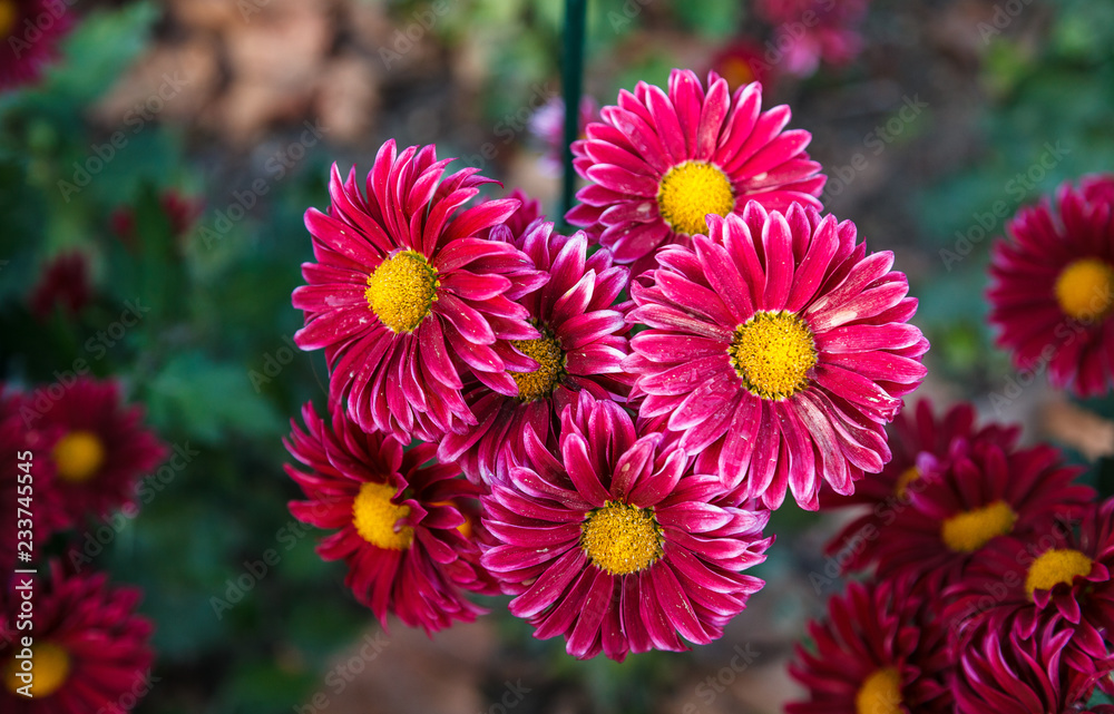 Chrysanthemums in the Nikitsky Botanical Garden, Crimea. flowers chrysanthemum, chrysanthemums in autumn, chrysanthemums annuals. Chrysanthemums in the Nikitsky Botanical Garden, Crimea. flowers chrysanthemum, chrysanthemums in autumn, chrysanthemums annuals.
