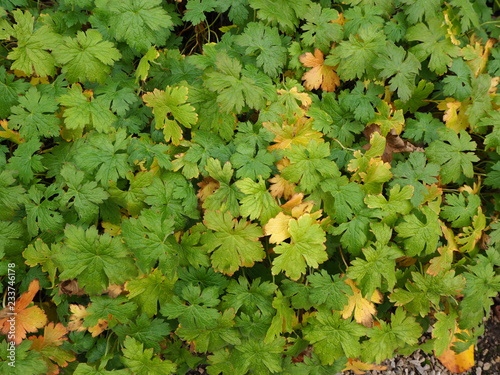 Obraz na plátně Green and yellow leaves on a cranesbill geranium plant in a garden in early autu
