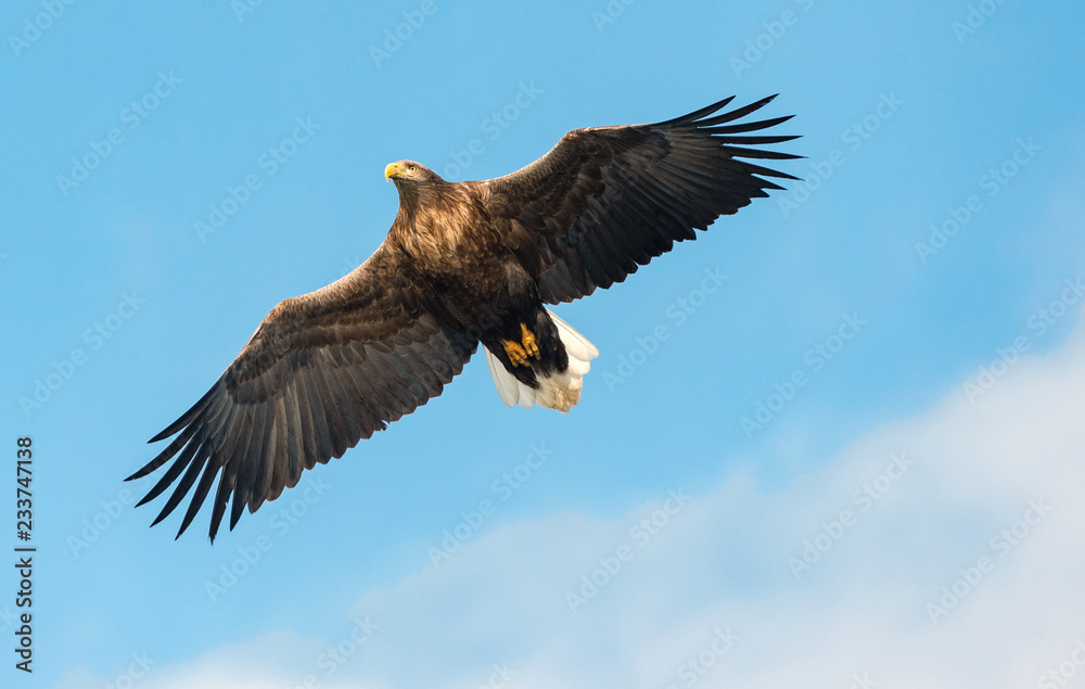 Adult White-tailed eagle in flight. Blue sky background. Scientific name: Haliaeetus albicilla, also known as the ern, erne, gray eagle, Eurasian sea eagle and white-tailed sea-eagle. Adult White-tailed eagle in flight. Blue sky background. Scientific name: Haliaeetus albicilla, also known as the ern, erne, gray eagle, Eurasian sea eagle and white-tailed sea-eagle.