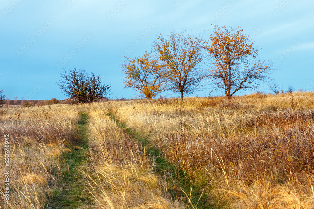 The green unpaved road on the brown fall field with autumn trees on the roadside The green unpaved road on the brown fall field with autumn trees on the roadside