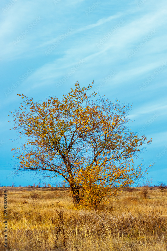 The autumn tree with golden leaves standing in the yellow field at the sunset time The autumn tree with golden leaves standing in the yellow field at the sunset time