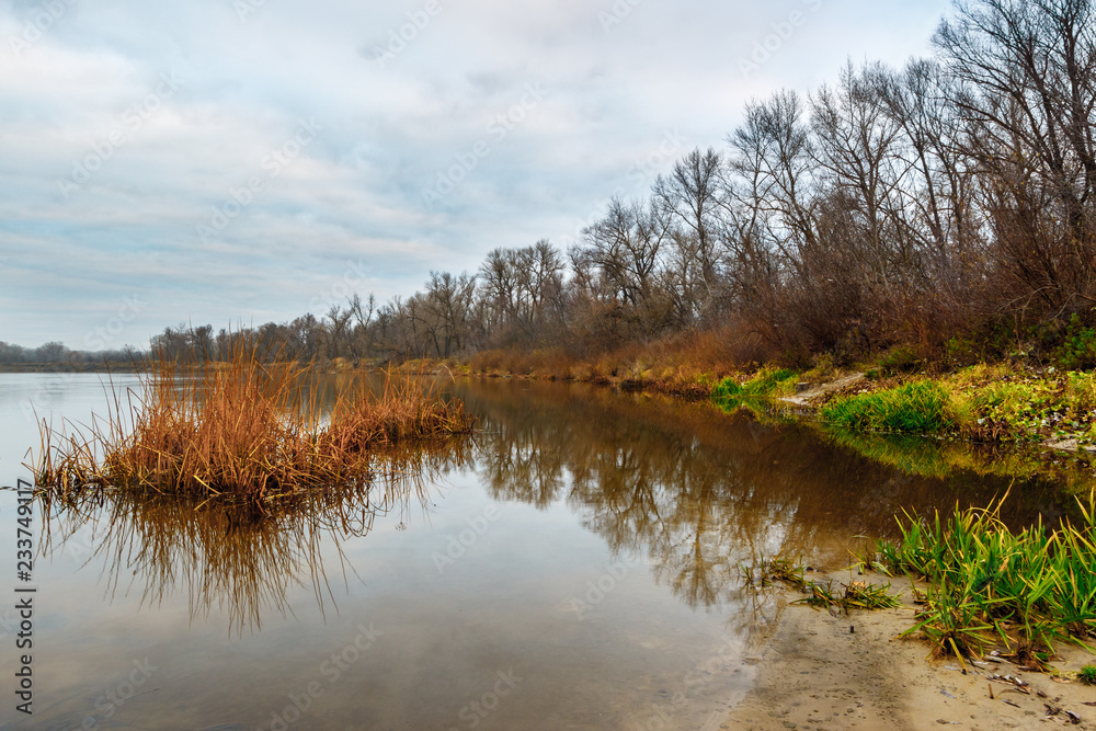 The riverbank with the bare autumnal forest without leaves and brown dry reed thickets in the water. Don river, Rostov-on-Don region, Russia The riverbank with the bare autumnal forest without leaves and brown dry reed thickets in the water. Don river, Rostov-on-Don region, Russia