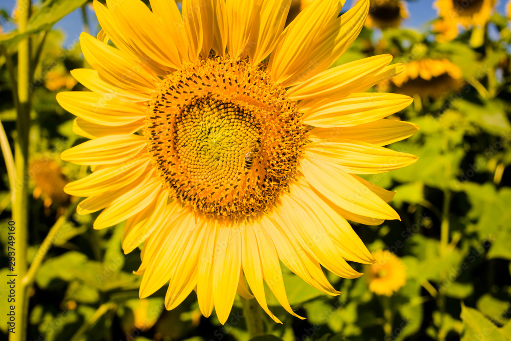 Field with sunflowers Field with sunflowers